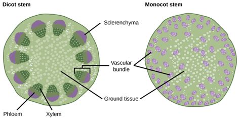  「Vascular Bundle Structure and Function」: 知識と美の融合を奏でるナイジェリアの農業学の傑作